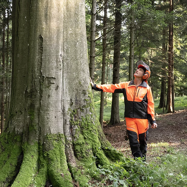 Inspection of trees in the TEAM 7 forest by our loggers