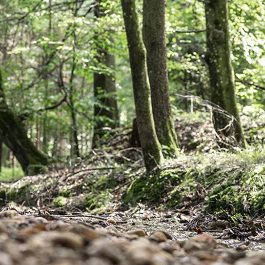 A forest floor in a sparse forest covered with fallen leaves and moss