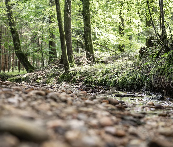 Stream in a sparse forest