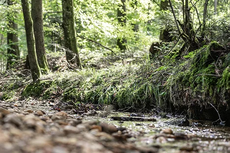 Bachlauf durch lichten Wald